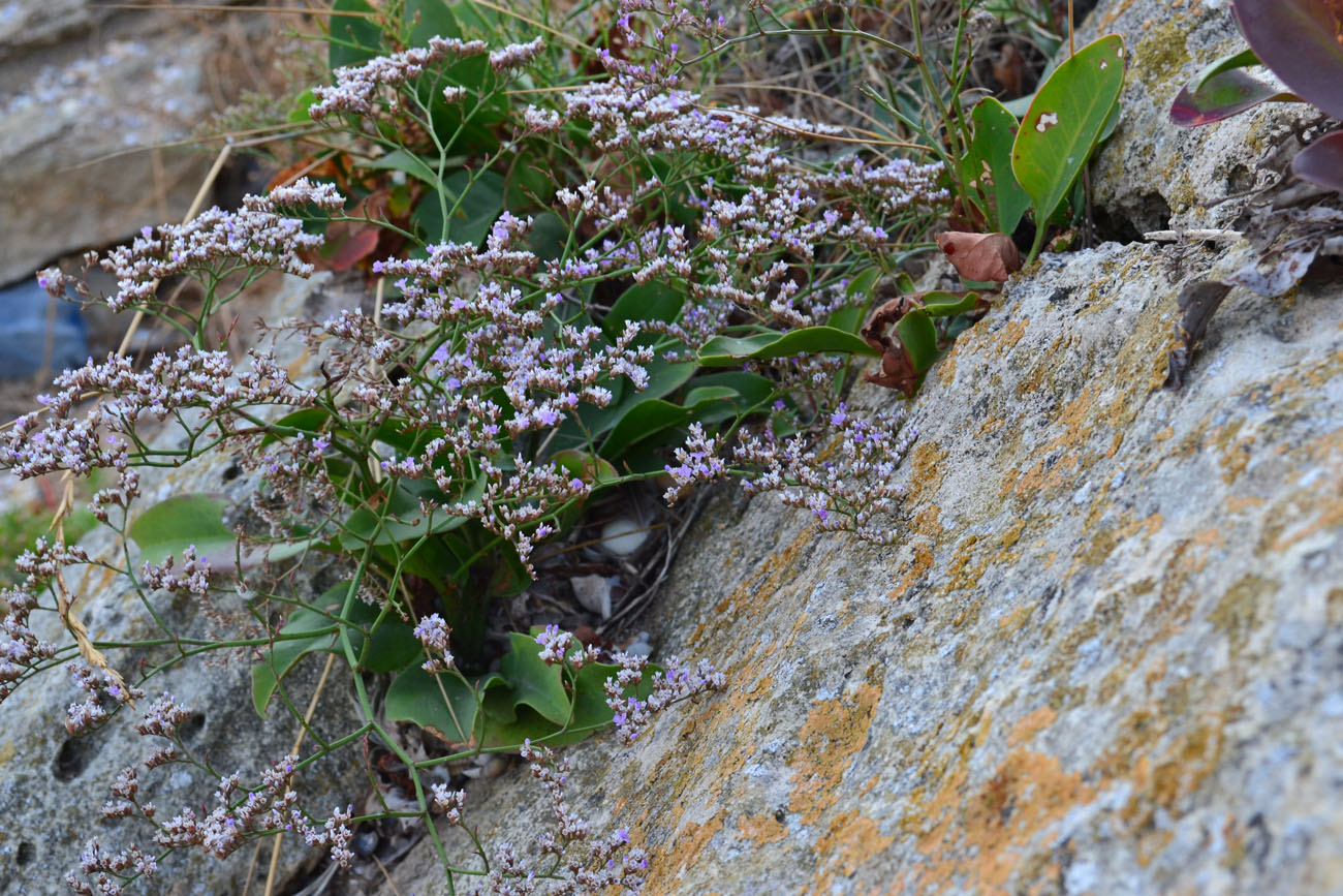 Изображение особи Limonium scoparium.