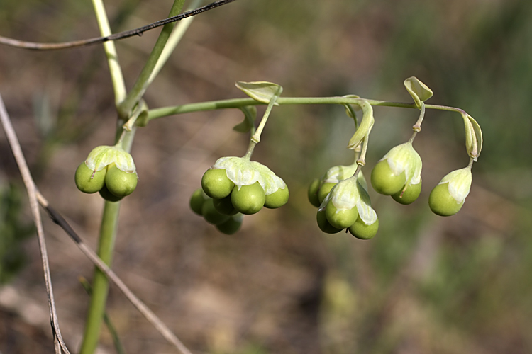 Изображение особи Gymnospermium alberti.