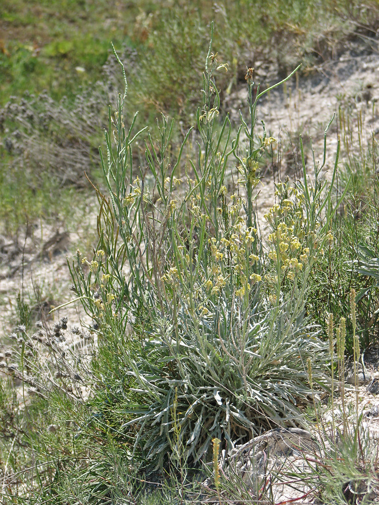 Image of Matthiola fragrans specimen.