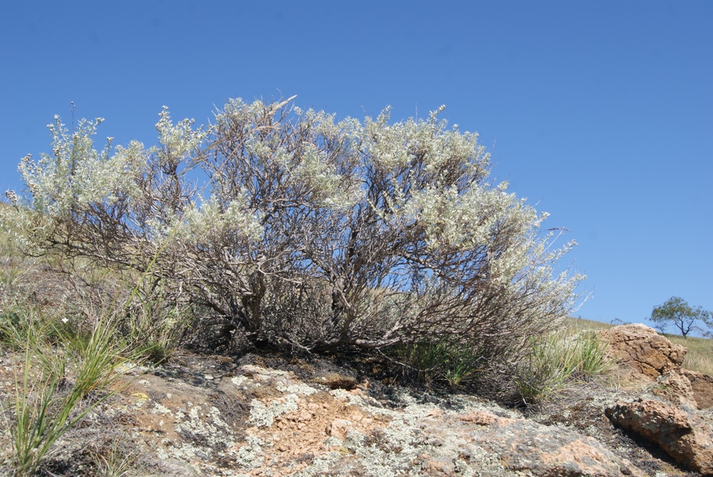 Image of Artemisia rutifolia specimen.