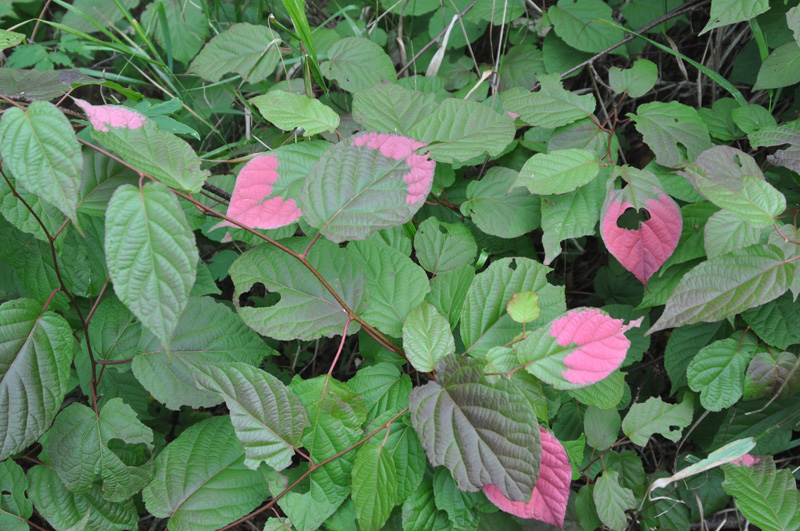 Изображение особи Actinidia kolomikta.