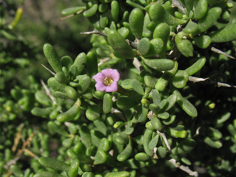 Image of Lycium intricatum specimen.