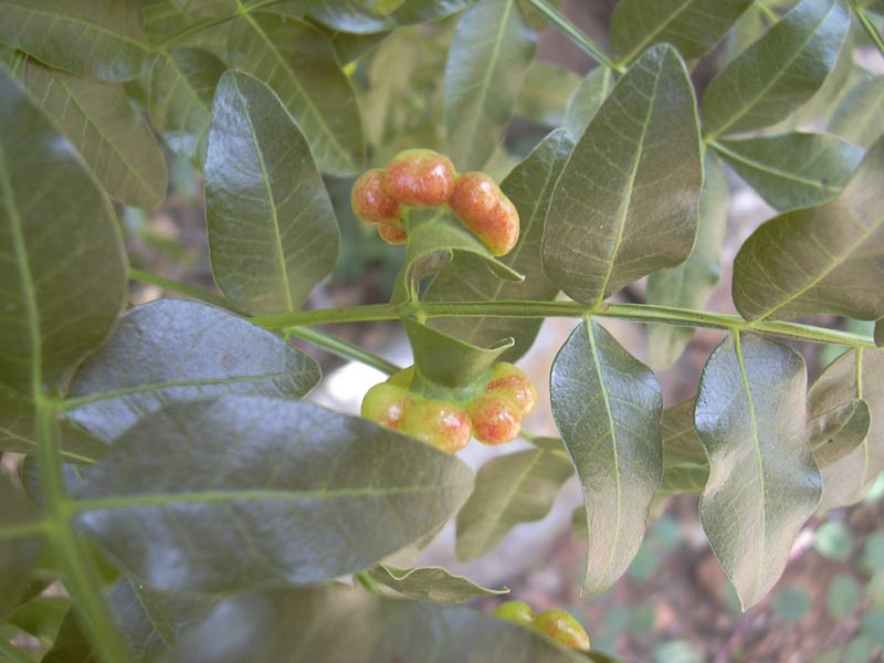 Изображение особи Pistacia palaestina.