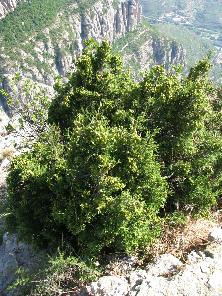 Изображение особи Juniperus phoenicea.