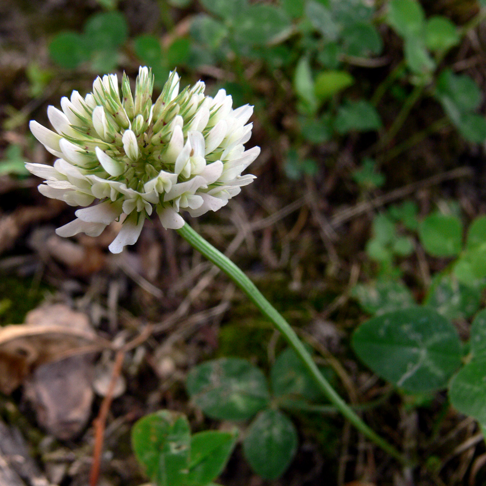 Image of Trifolium repens specimen.