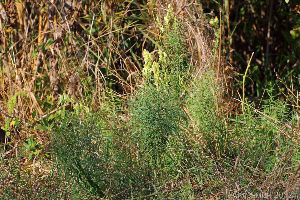 Изображение особи Linaria vulgaris.