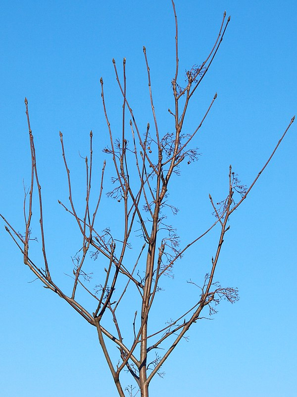 Image of Sorbus aucuparia specimen.