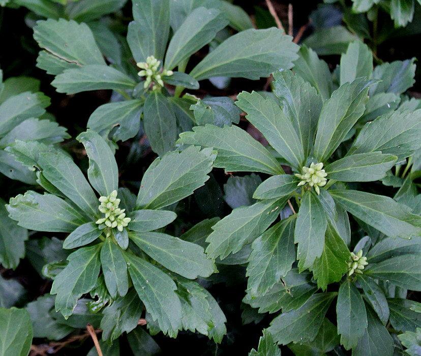 Изображение особи Pachysandra terminalis.