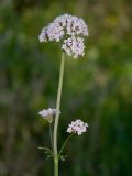 Valeriana dioscoridis. Верхушка цветущего растения. Israel, Mount Carmel. 08.03.2012.