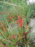 Ephedra monosperma