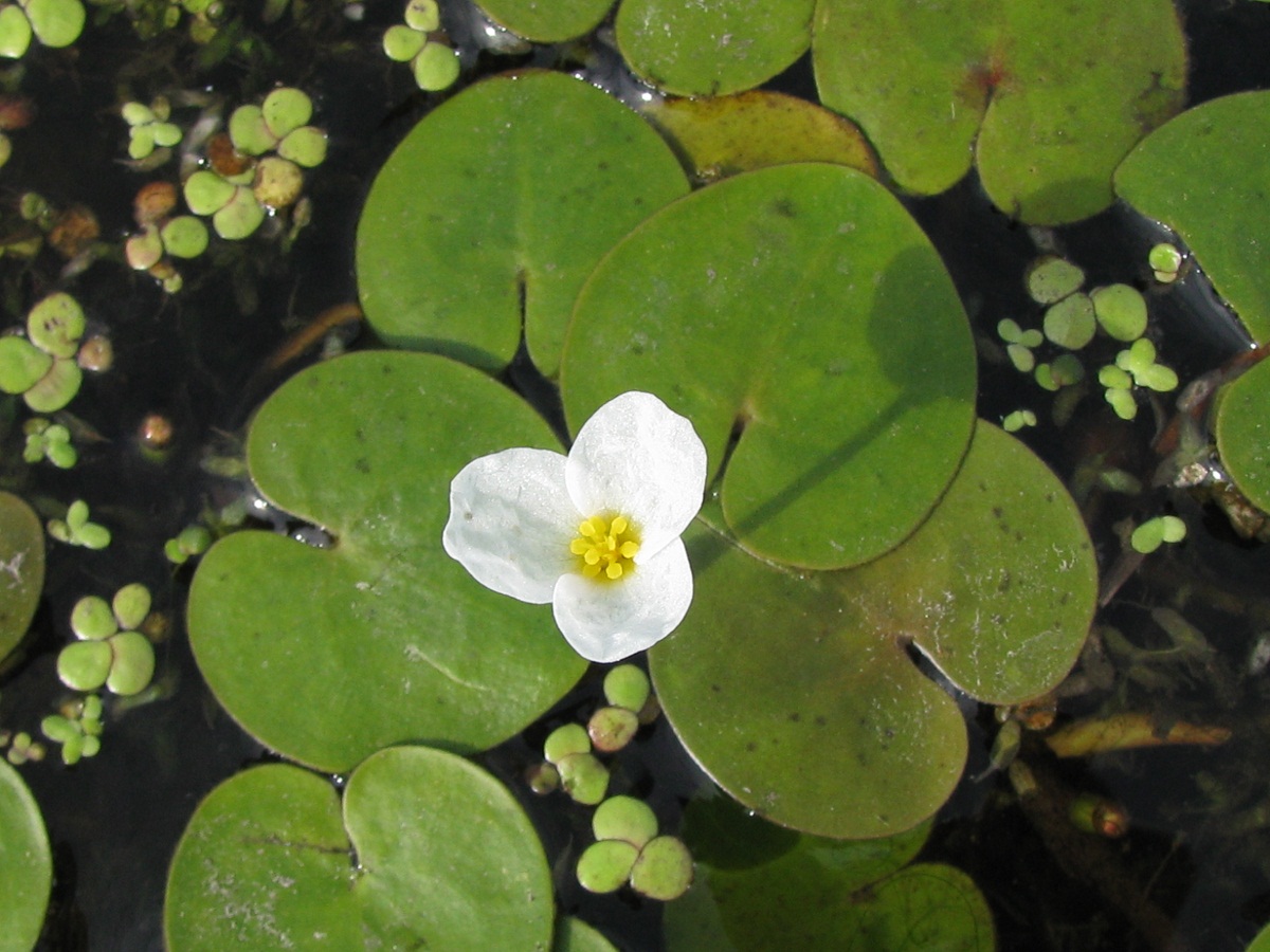 Изображение особи Hydrocharis morsus-ranae.