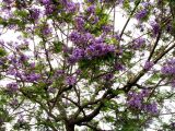 Jacaranda mimosifolia