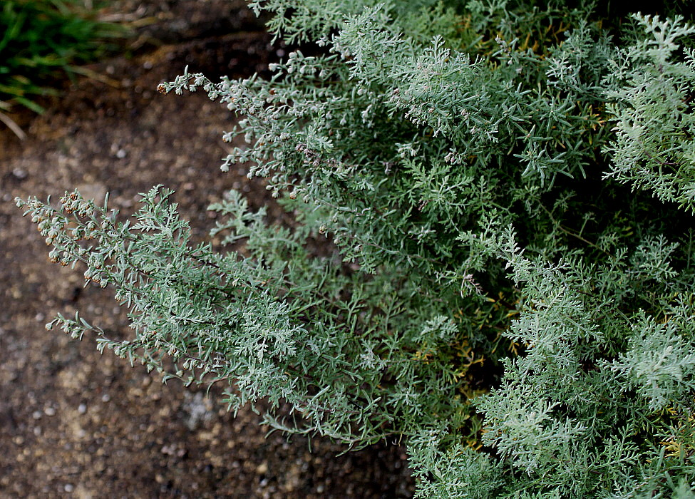 Изображение особи Artemisia pontica.