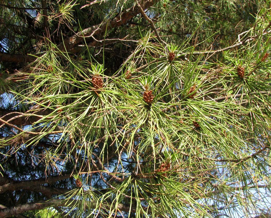 Изображение особи Pinus pinea.