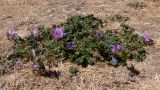 Malva sylvestris