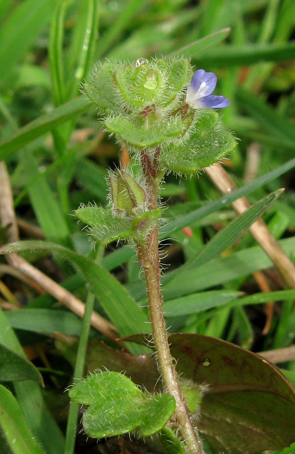 Image of Veronica triloba specimen.