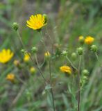 Hieracium umbellatum. Часть соцветия. Хабаровский край, окр. села Галкино. 29.07.2012.