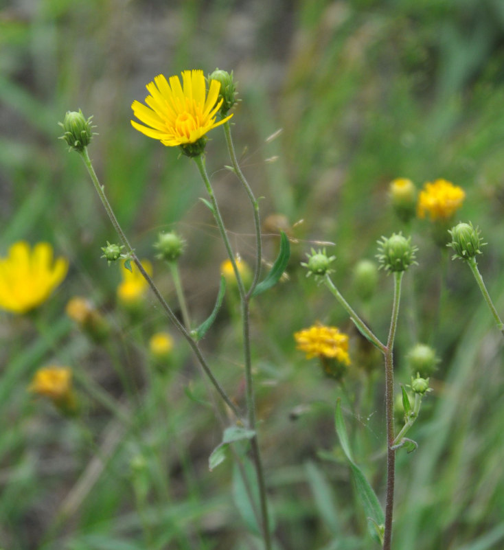 Изображение особи Hieracium umbellatum.