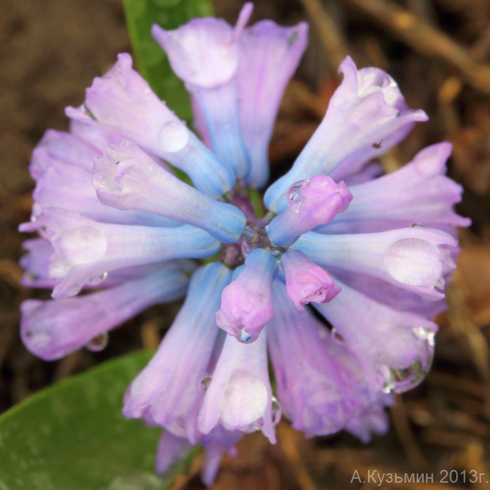 Изображение особи Hyacinthella pallasiana.