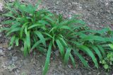 Carex siderosticta