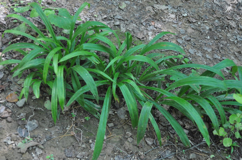 Изображение особи Carex siderosticta.