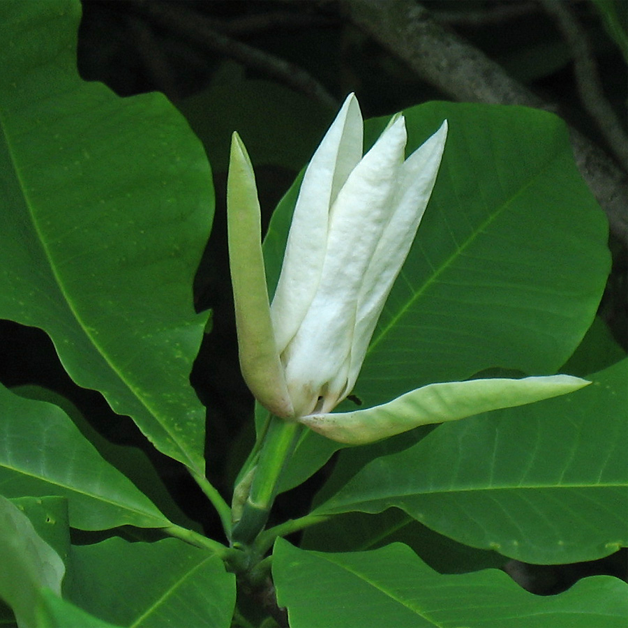 Изображение особи Magnolia tripetala.