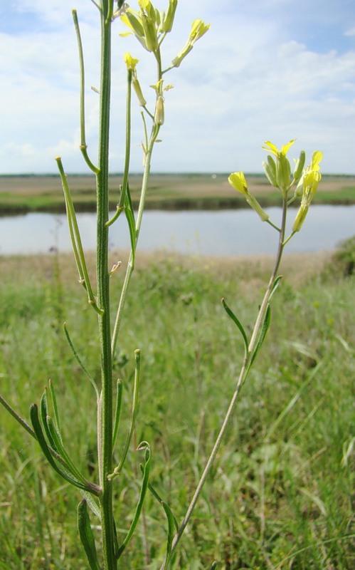 Image of Erysimum canescens specimen.