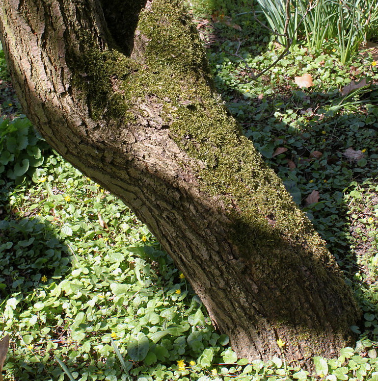 Изображение особи Koelreuteria paniculata.