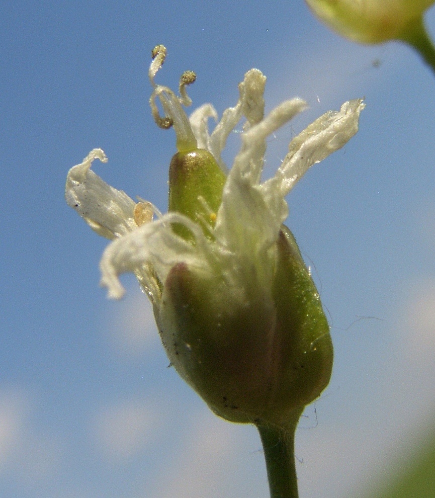 Image of Eremogone micradenia specimen.