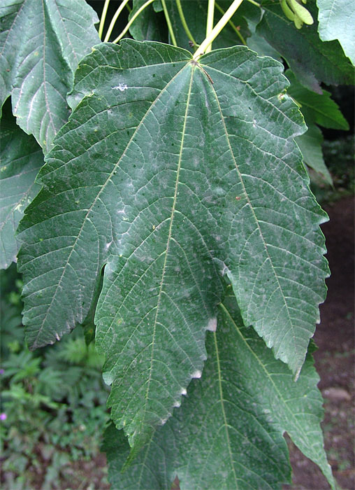 Image of Acer velutinum specimen.