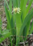 Carex longirostrata