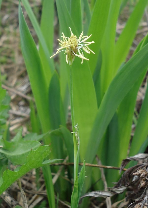 Изображение особи Carex longirostrata.