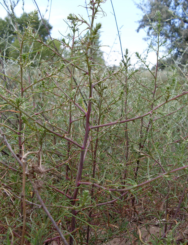 Image of Salsola tragus specimen.