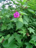 Rubus odoratus