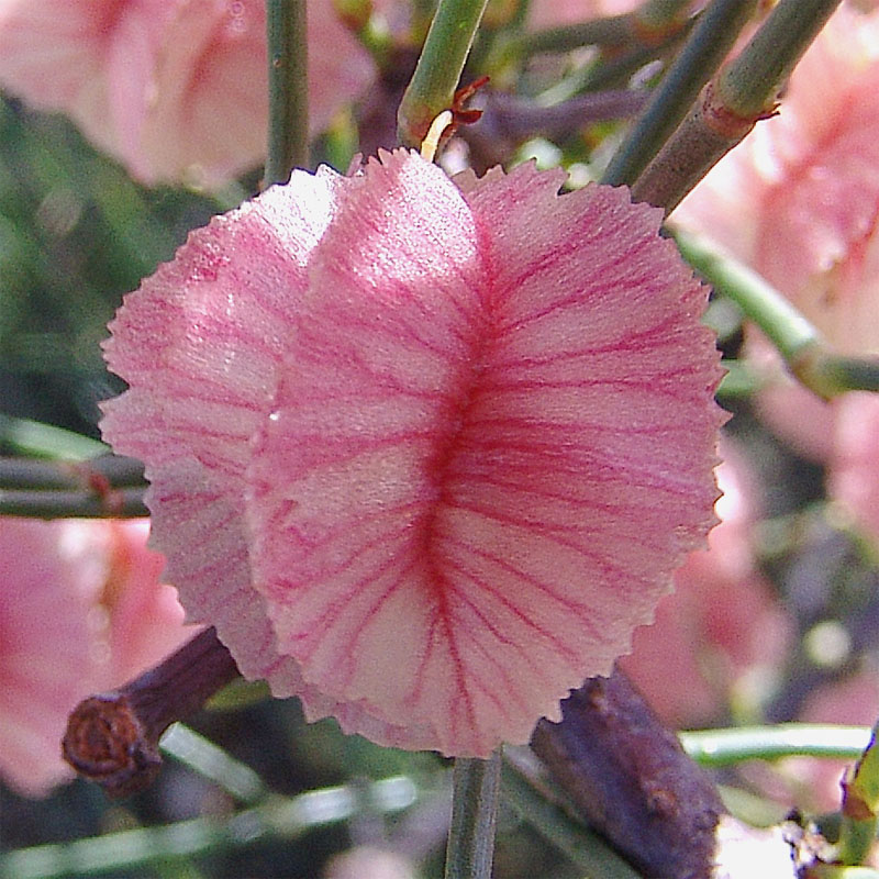 Image of Calligonum aphyllum specimen.