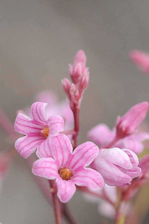 Изображение особи Trachomitum lancifolium.