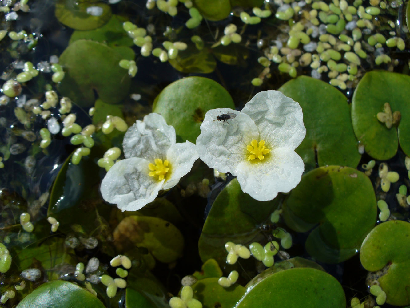 Image of Hydrocharis morsus-ranae specimen.