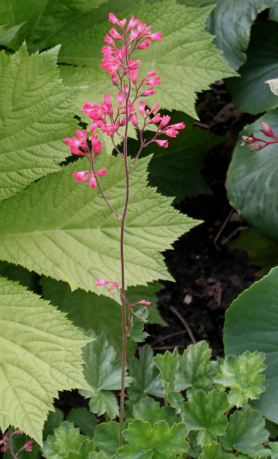 Image of Heuchera sanguinea specimen.