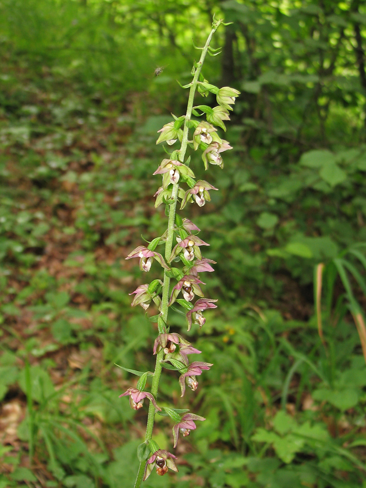 Изображение особи Epipactis helleborine.