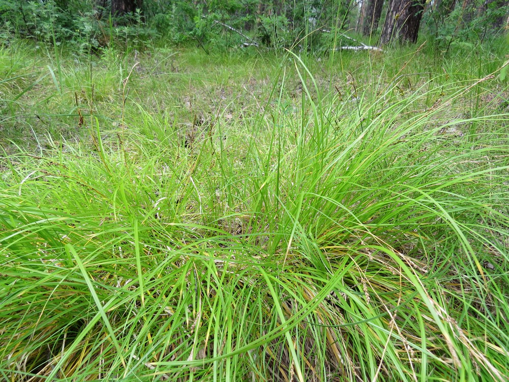 Image of Carex macroura specimen.