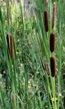 Typha angustifolia