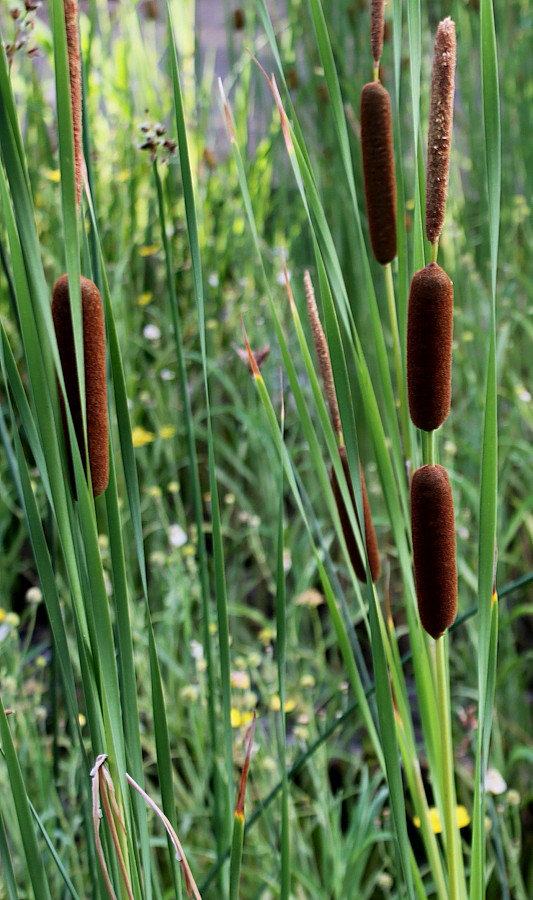 Изображение особи Typha angustifolia.