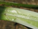 Carex aquatilis. Влагалищно-пластиночное сочленение. Костромская обл., Кадыйский р-н, правый берег р. Нёмда в районе дер. Селище. 28 июня 2013 г.