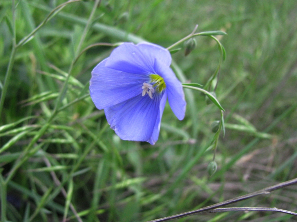 Image of Linum austriacum specimen.