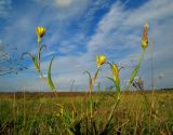 Tragopogon podolicus