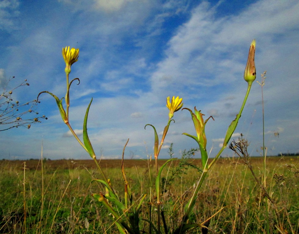 Изображение особи Tragopogon podolicus.