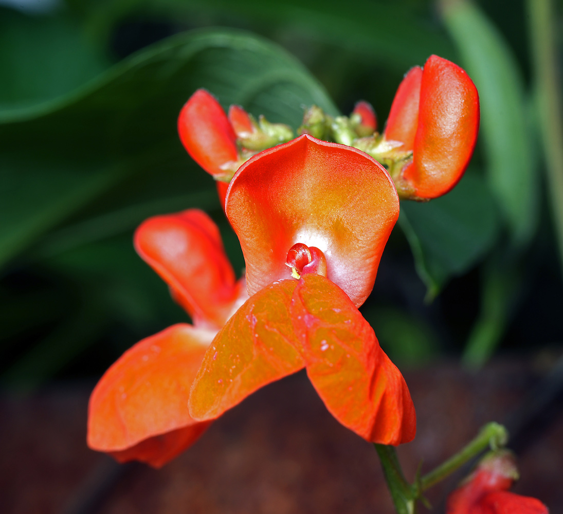 Изображение особи Phaseolus coccineus.