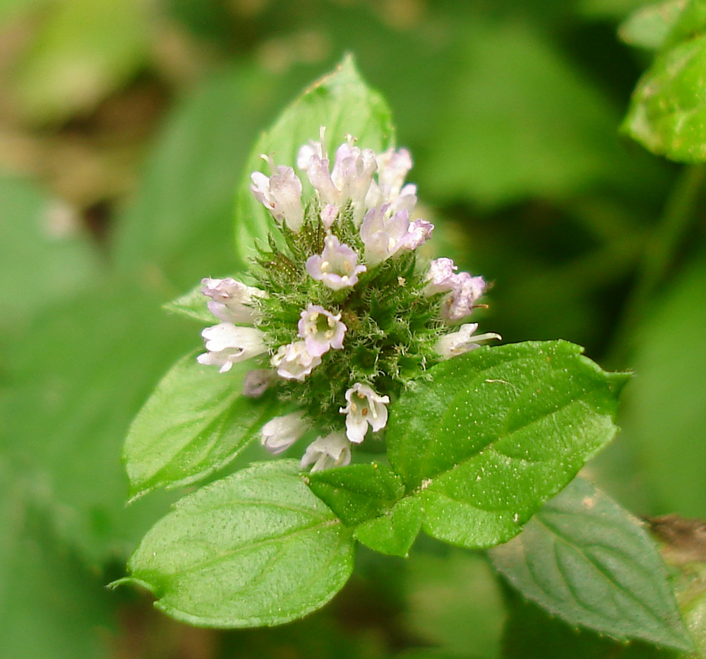 Image of Mentha &times; piperita specimen.