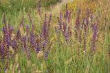 Salvia tesquicola