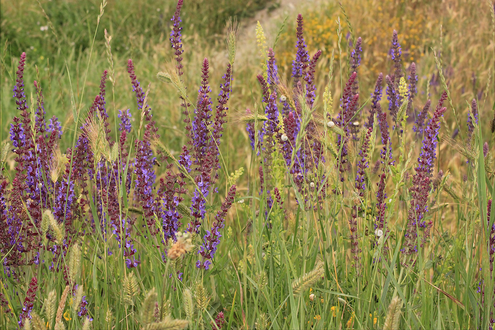 Изображение особи Salvia tesquicola.